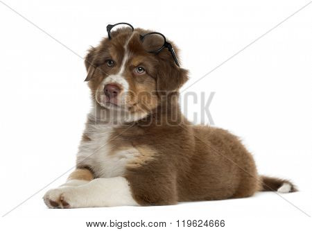 Wise Australian shepherd puppy wearing glasses lying down, isolated on white (2 months old)