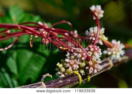 Common dodder (Cuscuta epithymum)