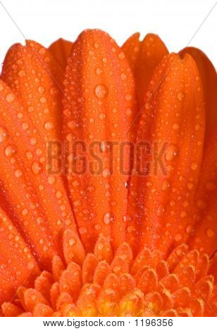 orange Blumen Makro