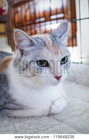 Tortoiseshell-and-white cat