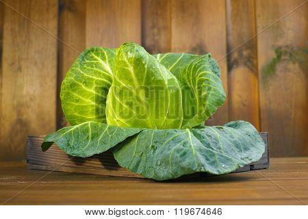 Single Head Of Fresh Green Pointed Sweetheart Cabbage