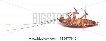 dead cockroach isolated on a white background