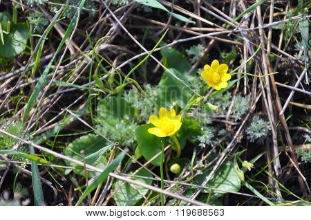 Buttercups