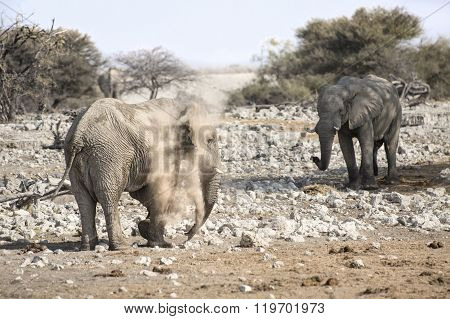 Elephant at a water hole in Etosha National Park
** Note: Visible grain at 100%, best at smaller sizes