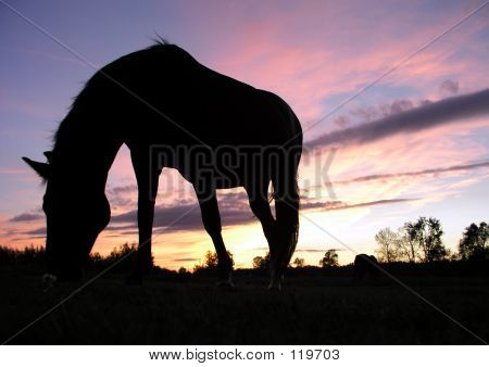 Cavalo pastando ao pôr do sol (silhueta)