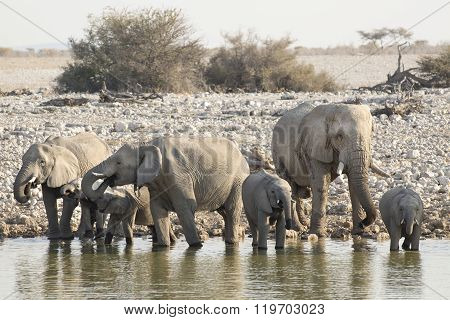 Elephant at a water hole in Etosha National Park