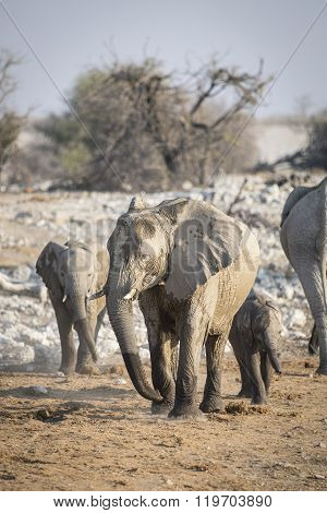 Elephant at a water hole in Etosha National Park