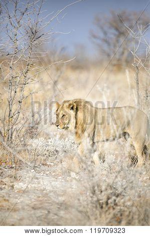 Male lion walks through the dry undergrowth
** Note: Shallow depth of field