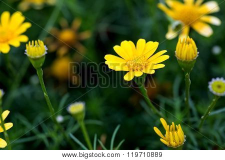 Thymophyllia