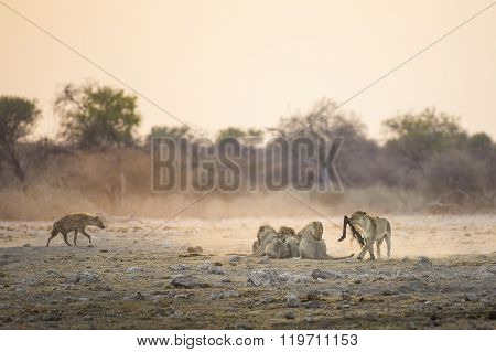 Lions make the most of an early morning kill in Etosha National Park.