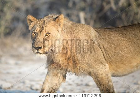 Young male lion walks through the bush veld