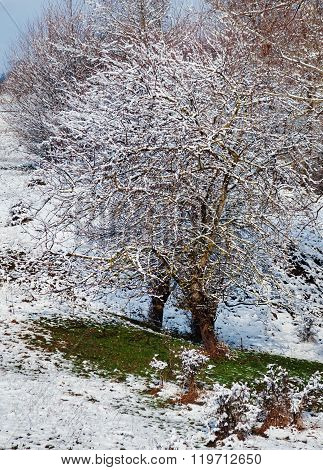 Winter Forest In Snow