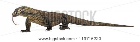Komodo Dragon walking and sticking the tongue out, isolated on white (4 years old)