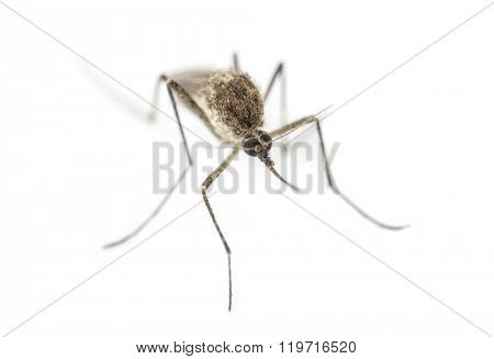 Top view of a Tiger mosquito isolated on white
