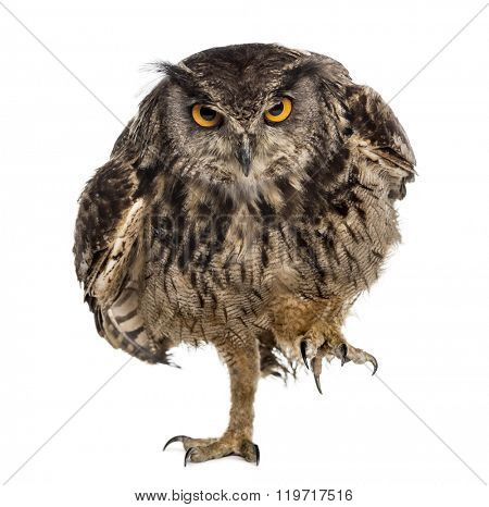 Eurasian eagle-owl (Bubo bubo) walking in front of a white background 