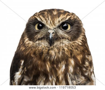 Close-up of a Southern boobook (Ninox boobook) in front of a white background