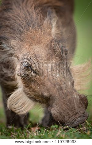Warthog grazes on fresh green grass in a National Park.