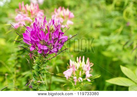 Capparaceae Flower