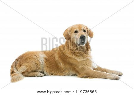 Old beautiul golden retriever dog