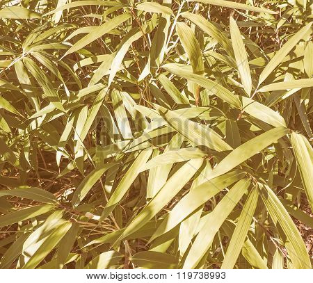 Retro Looking Bamboo Tree
