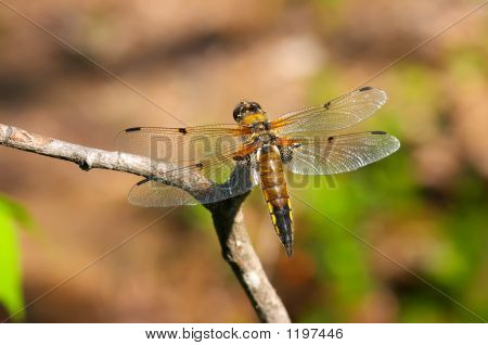 Světlé Dragonfly