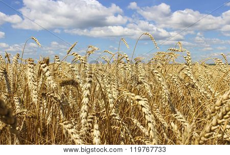 Landscape Of Wheat Field