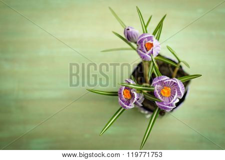 Bouquet Of Spring Purple Crocus