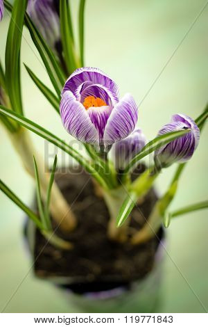 Bouquet Of Spring Purple Crocus