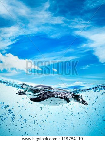 Humboldt Penguin (Spheniscus humboldti) also termed Peruvian Penguin, or Patranca, swimming in the clear water.