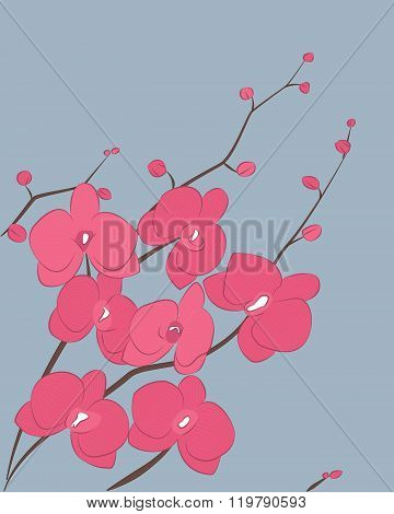 flower orchid card illustration