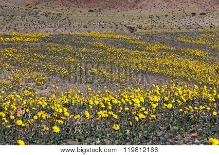 Desert Gold #2