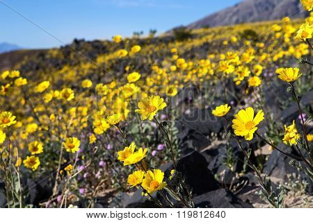 Desert Gold #6