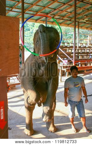 Elephant Show In Thailand.
