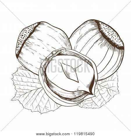 Hazelnut vector isolated on white background