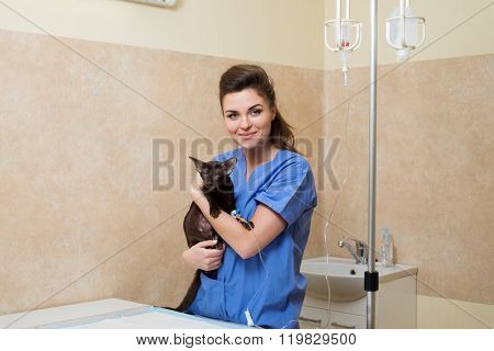 Veterinary nurse provides medical care to the sick cat