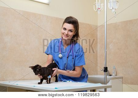 Veterinary nurse provides medical care to the sick cat