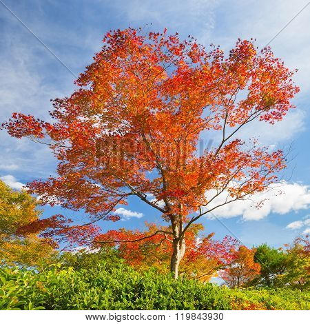 Colorful autunm tree.