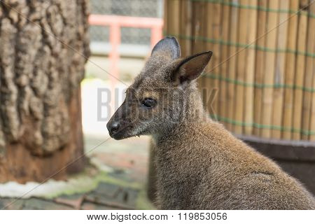 wild Kangaroo