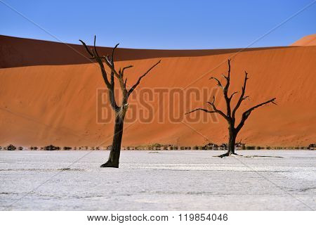 Deadvlei, Sossusvlei. Namibia