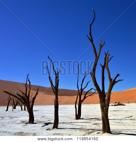 Deadvlei, Sossusvlei. Namibia