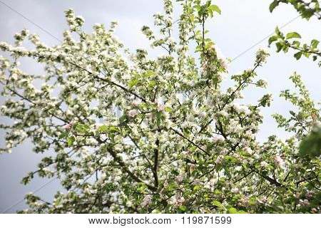 Apple Flower At Spring