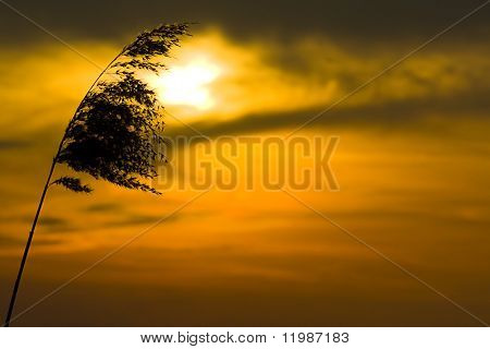 Che soffia nel vento