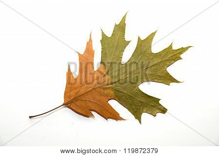 Dry autumn oak leaf on a over white