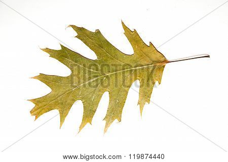 Dry Autumn Oak Leaf On  Over White