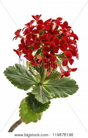 Flower Kalanchoe, Tropical Succulent, Isolated On White Background