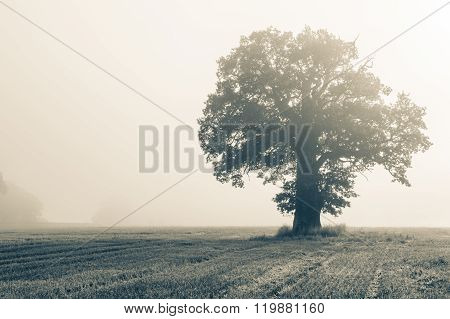 Single Big Oak Tree On A Field In Backlight