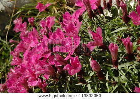 Dianthus Callizonus, Endemic Carnation Plant From Piatra Craiului Mountains
