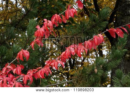 autumn trees in a forest Normandy