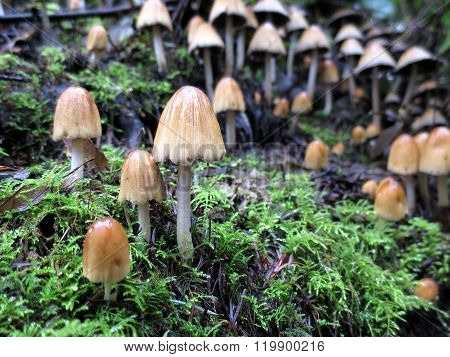 Mica Cap Mushrooms