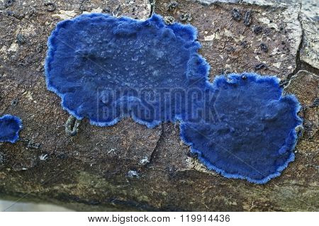 Cobalt Crust Fungus (terana Caerulea)